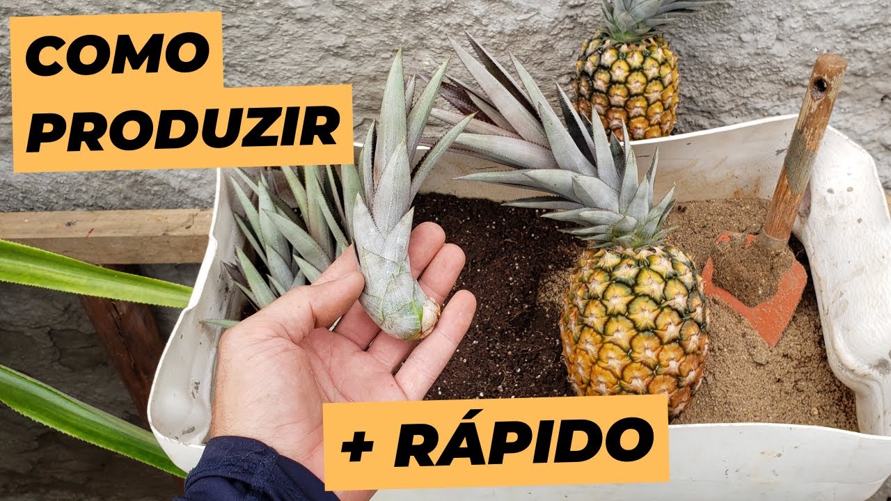 Dicas para plantar abacaxi em casa e produzir muito mais rápido 🍍😉