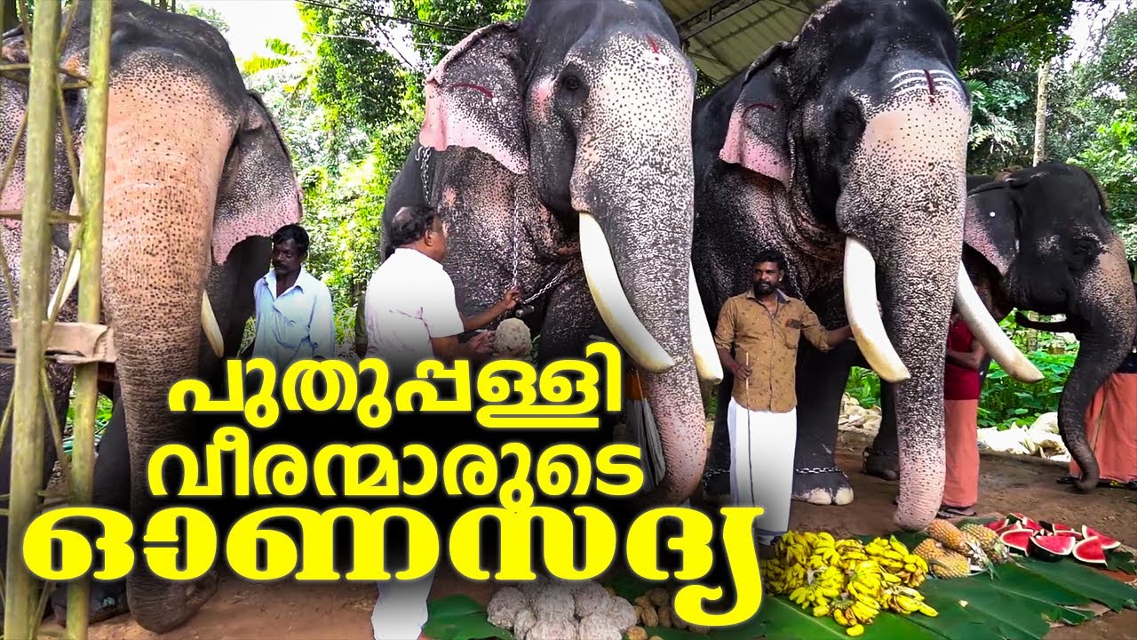 പുതുപ്പള്ളിവീരന്മാരുടെ ഓണസദ്യ l Thiruvonam Special Kerala Onam Sadhya l Puthuppally Elephants Combo