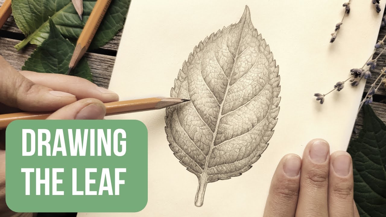 Как нарисовать РЕАЛИСТИЧНЫЙ ЛИСТ простым карандашом!🍃 | Ботаническое искусство для начинающих | С...