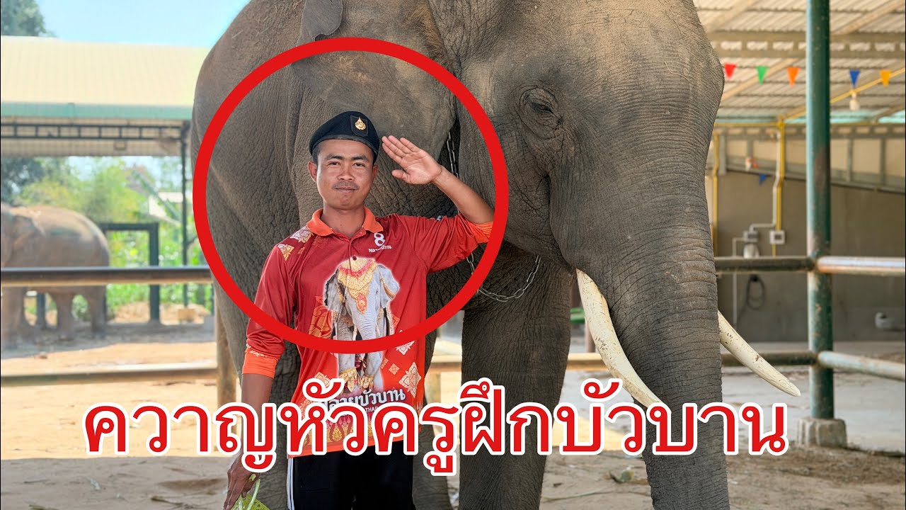 live   😍บัวบานจะเข้าครอสอบรม😝