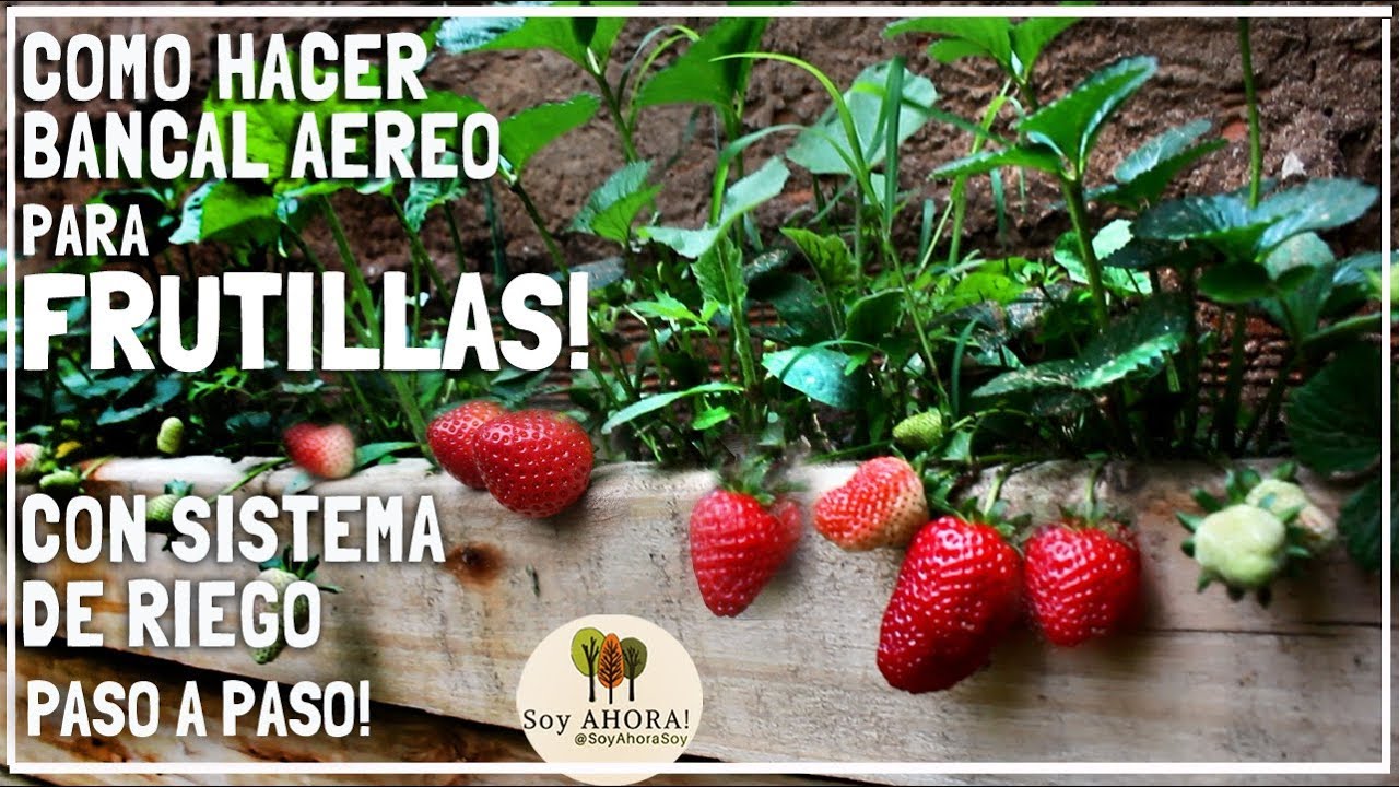 🍓 FRUTILLAS en BANCAL AÉREO Con SISTEMA de RIEGO Fácil y Económico!!!!