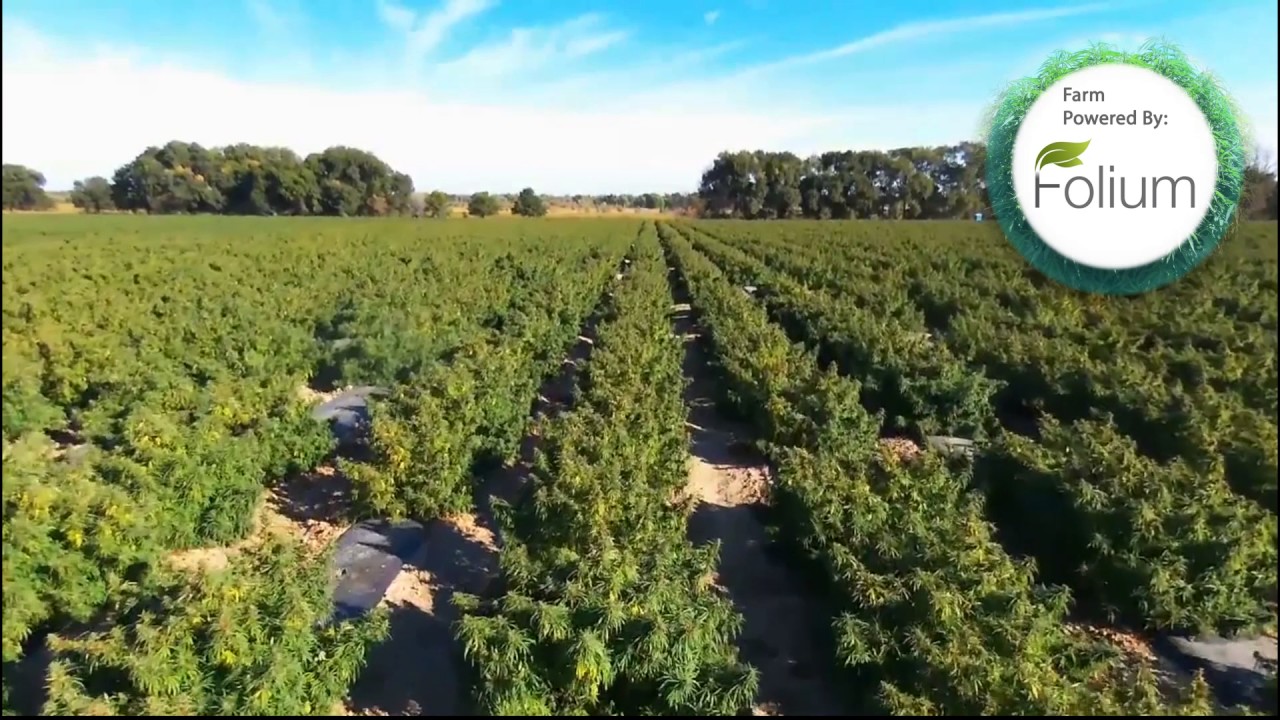 GlobalCannabinoids.io | Hemp CBD Oil Farm | Wholesale & Bulk CBD Oil