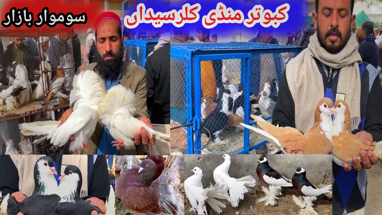 Birds Market Kallar Syedan| Today 9/2/2026 | Latest Update Fancy Pigeon Market Price | Fancy Kabutar