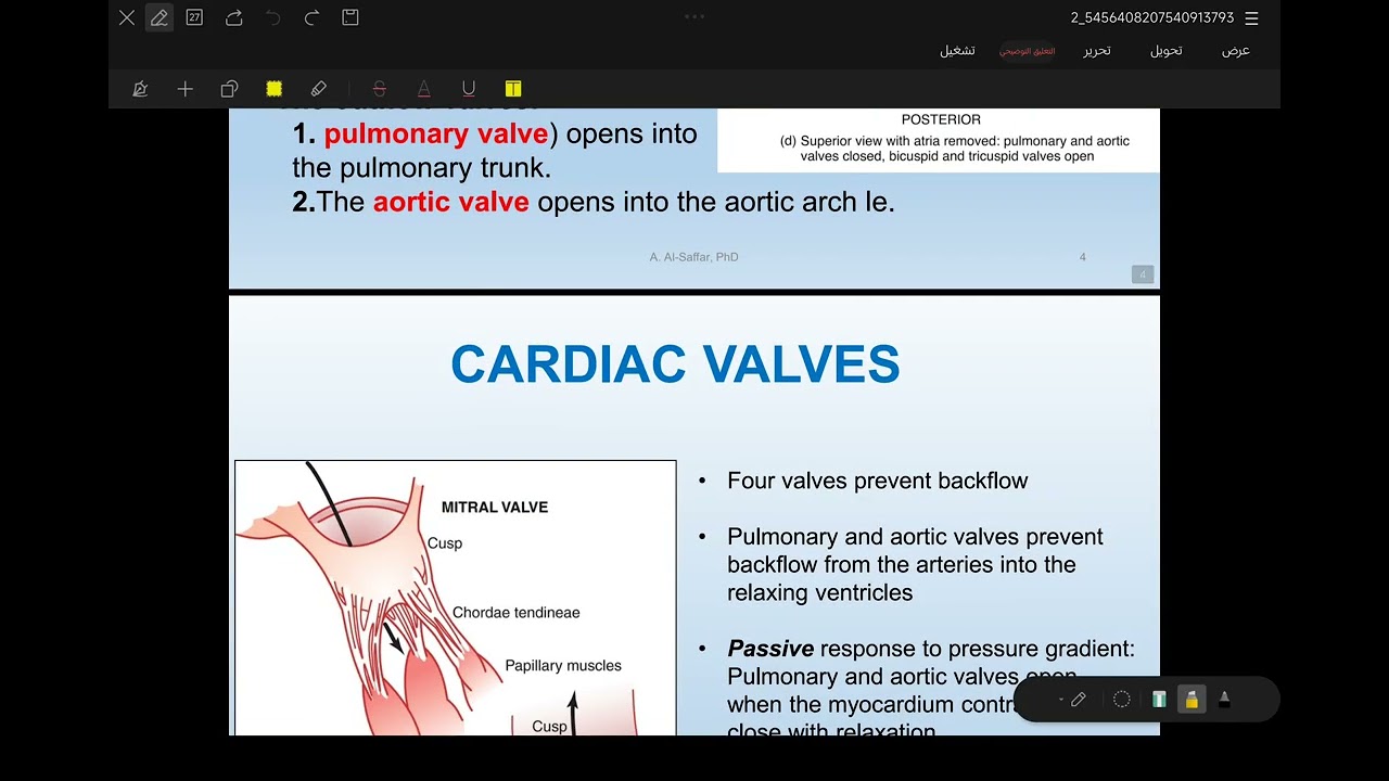 Cardiovascular system .... Anatomy of heart lec 5 part 1