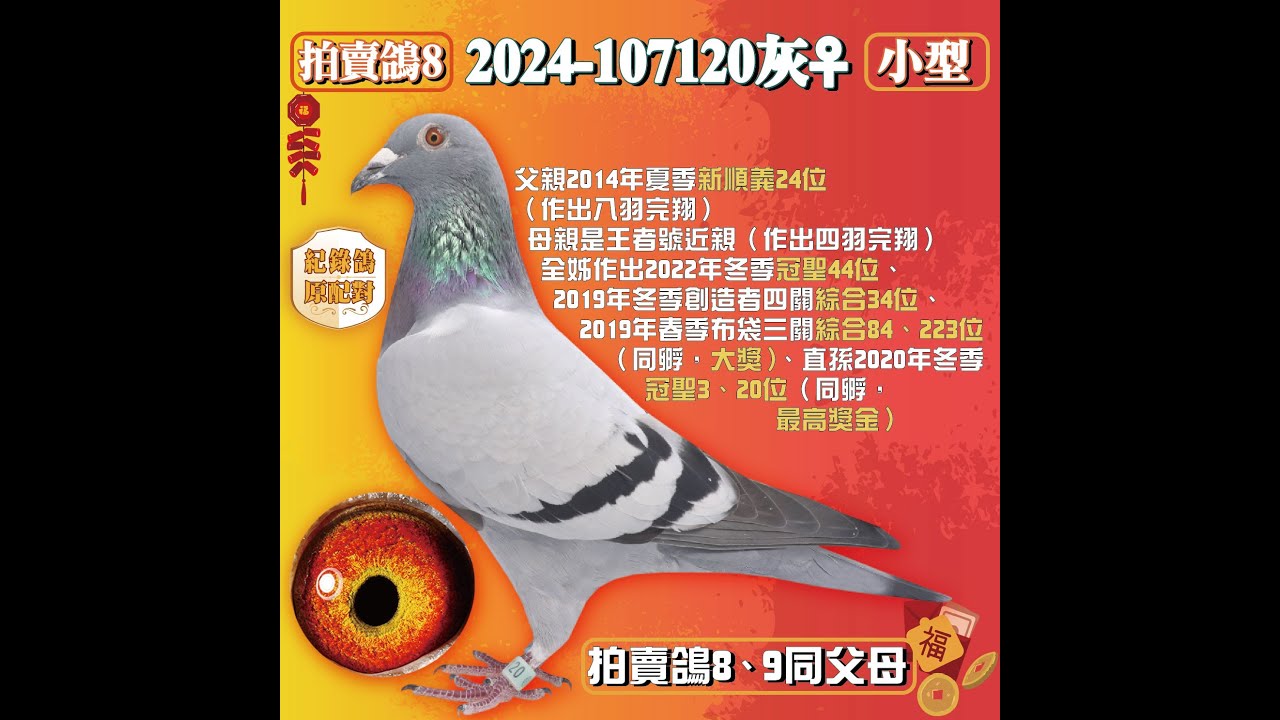 【許傳林鴿舍--拍賣鴿8】2024-107120灰♀｜原配對，全兄妹完翔三羽。父親2014年夏季新順義24位(作出八羽完翔)。母親作出四羽完翔。