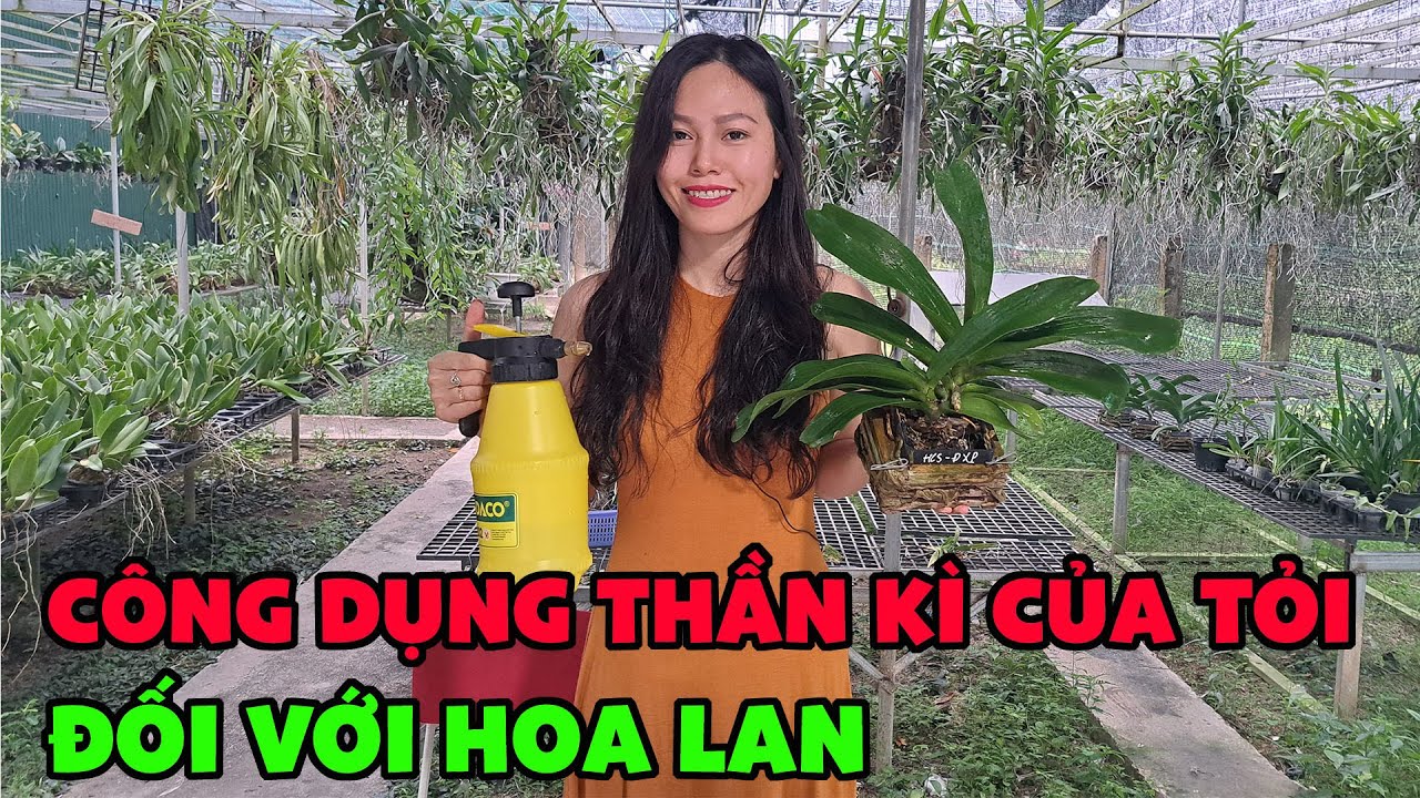 C&ocirc;ng dụng thần kỳ của TỎI đối với HOA LAN / Hoa Lan 4U