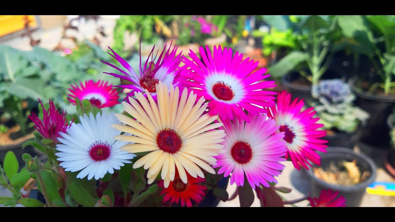 Mesembryanthemum Plant | Crystalline Ice Plant | Medicinal Plant | Collect the Ice Flower Seeds