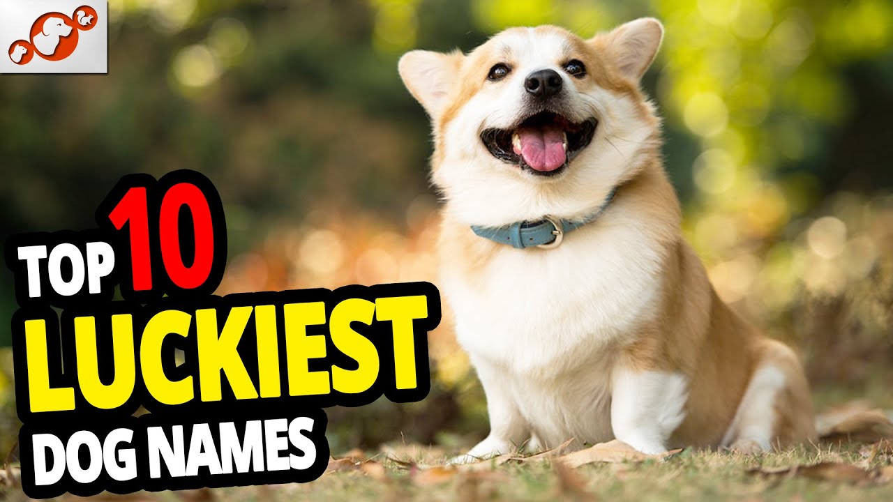 🐕 TOP 10 Luckiest Dog Names For Male & Female - Lucky Dog Name Ideas 2020!