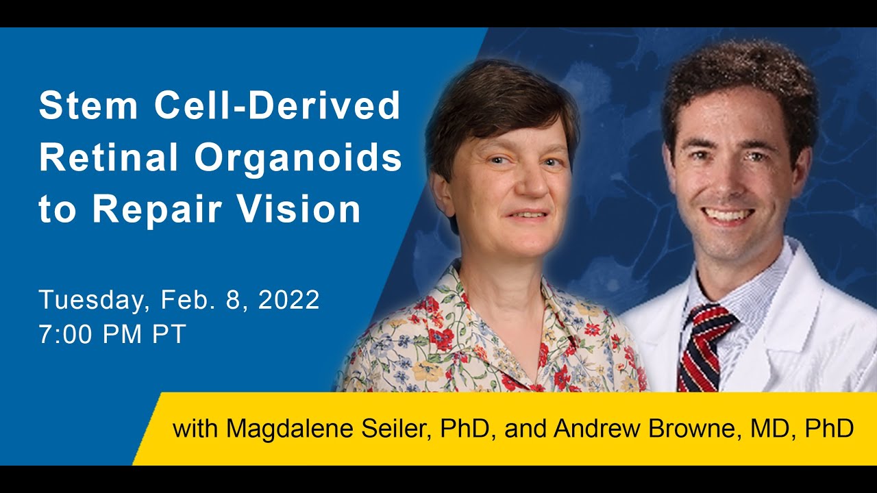 Stem Cell-Derived Retinal Organoids to Repair Vision