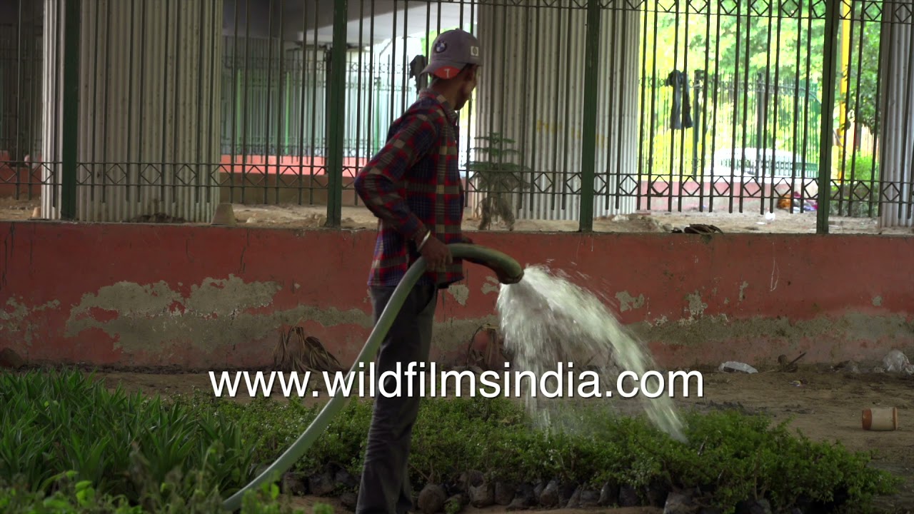 Delhi municipal workers support roadside vegetation through regular watering