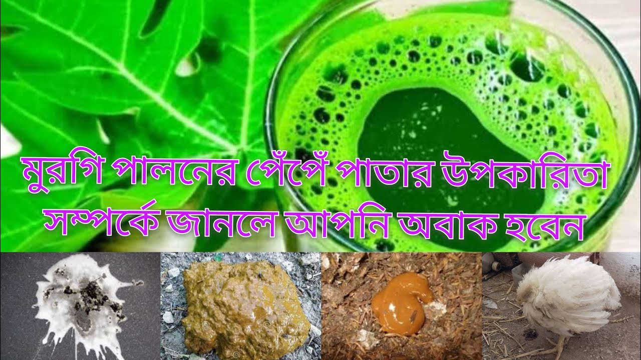 মুরগিকে পেঁপে  পাতা খাওয়ানোর নিয়ম ও উপকারিতা এবং কি কি সমস্যা হলে খাওয়ানো উচিত 🐓