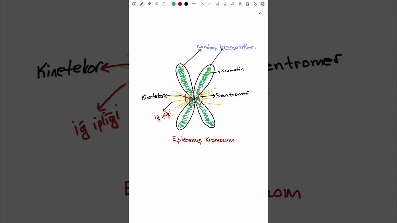 EŞLENMİŞ KROMOZOM,  KARDEŞ KROMATİTLER, SENTROMER, KİNETEKOR