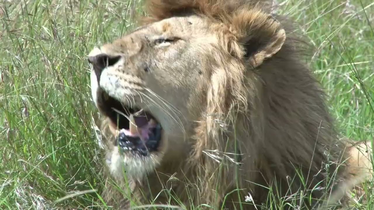 Leo the Lion's Happy Roar