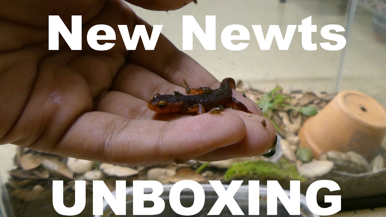 Unboxing: New Additions [4K]