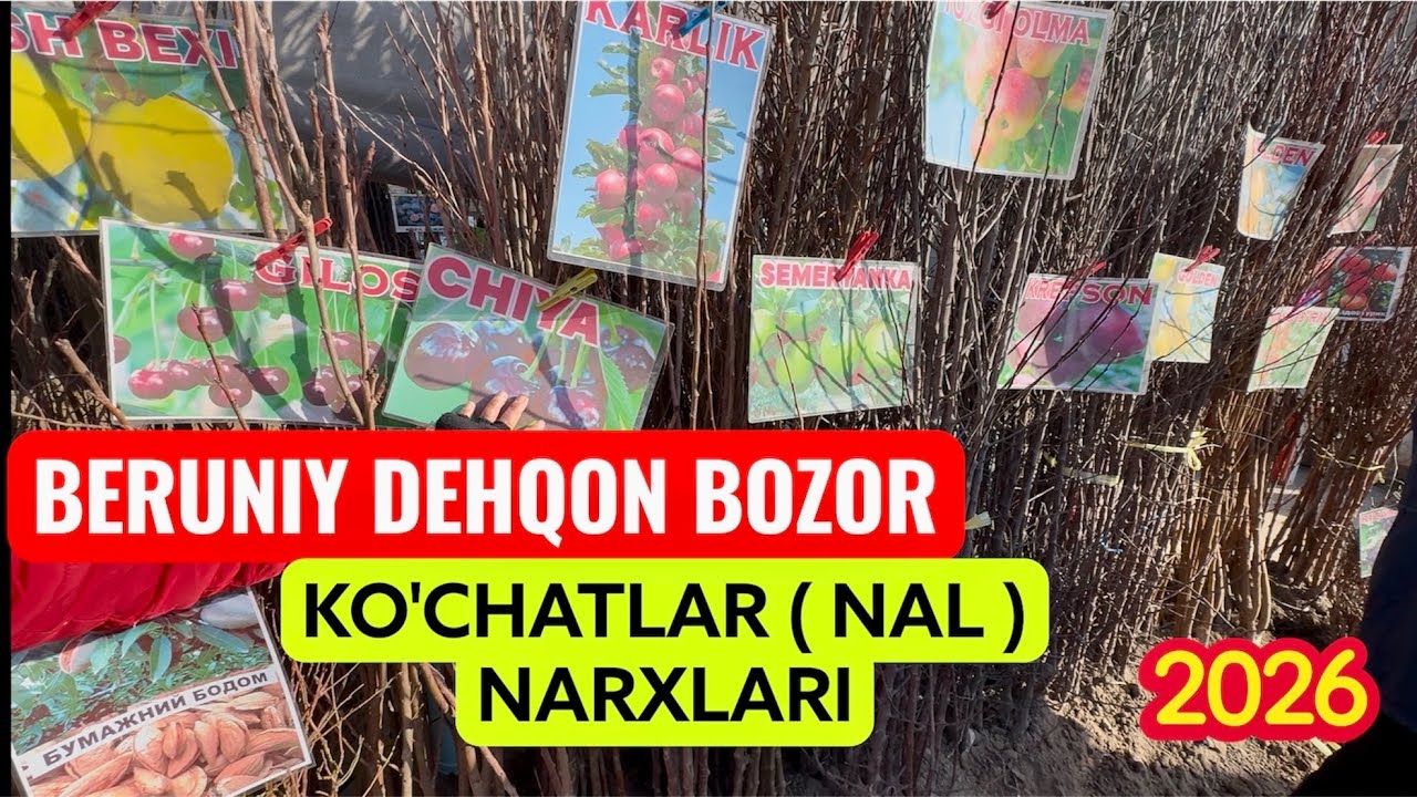 BERUNIY DEHQON BOZOR KO'CHATLAR NARXLARI #beruniy #турткуль #xorazm #турткуль 