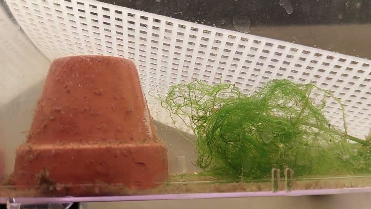 A look into how I breed danios!