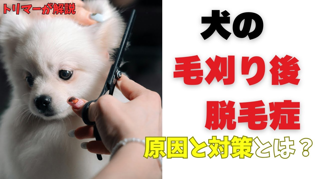 犬の“毛刈り後脱毛症”とは？トリマーが原因と対策を解説！