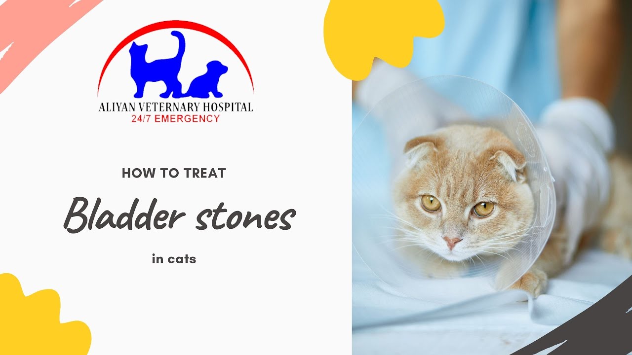 Treatment and prevention of bladder stones in cats