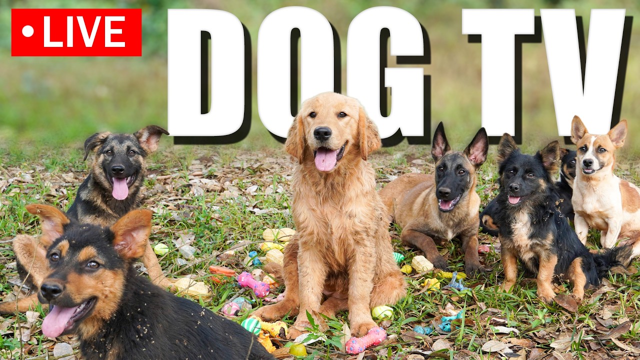 🔴 Dog TV 🐶 All-Day Entertaining Videos with Music for Dogs When Home Alone 🐾 Video for Dogs 4K HDR