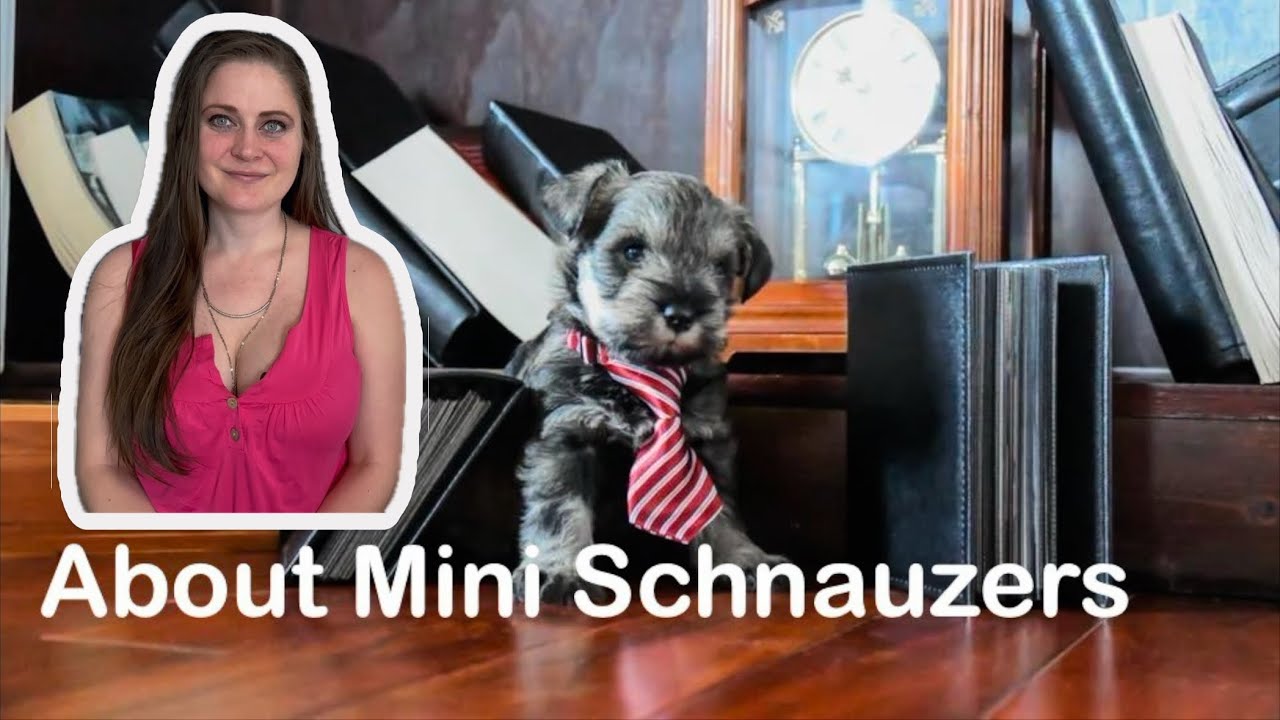 All About Mini Schnauzers from a REAL Human!