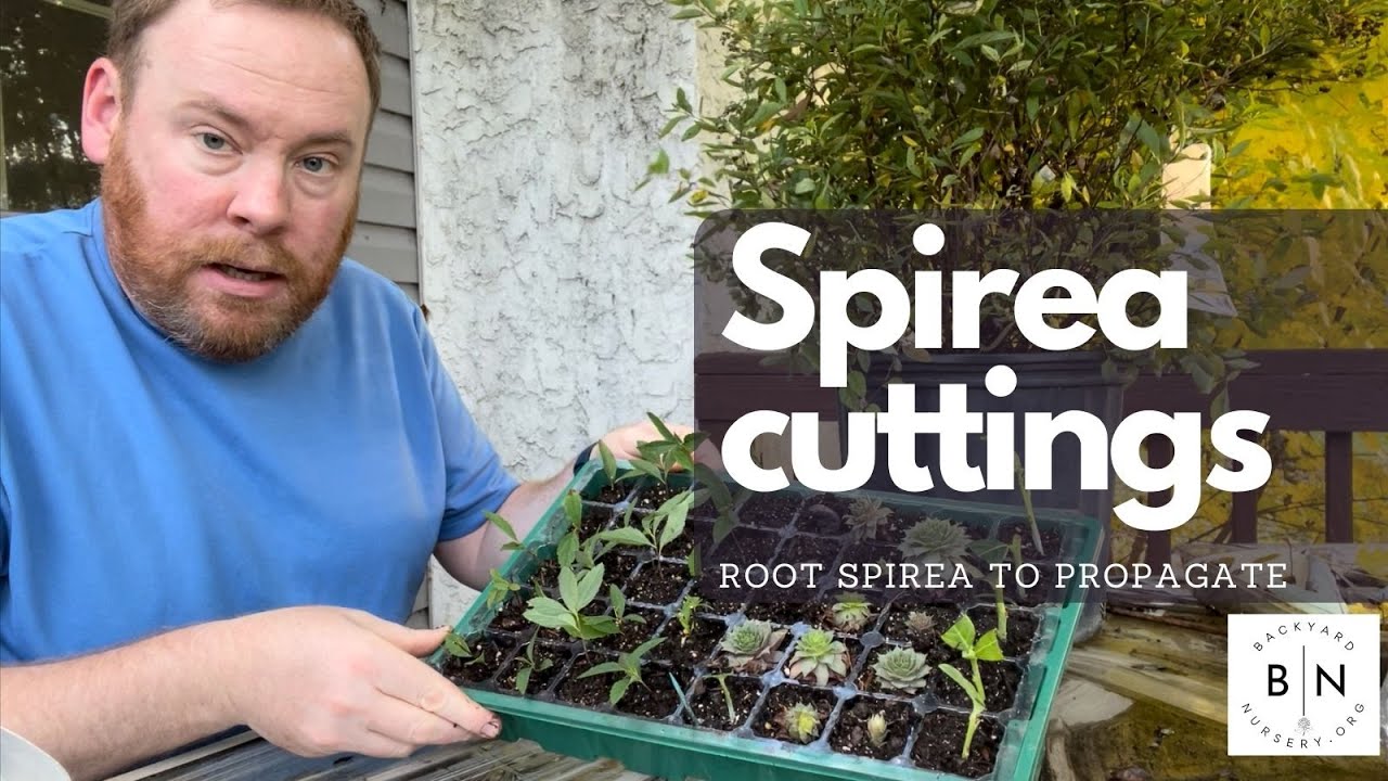How to propagate Spirea from softwood cuttings