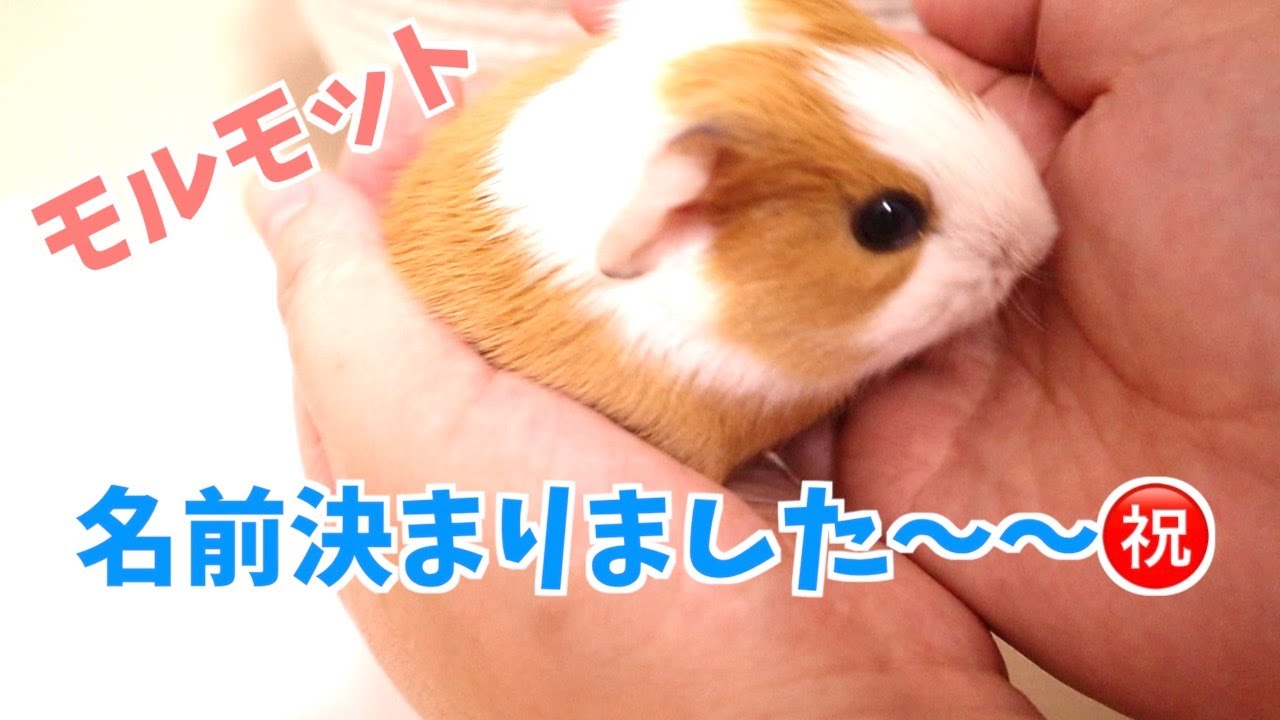 【モルモット】子供達の名前決まりました〜！！〜生後６、7日目〜