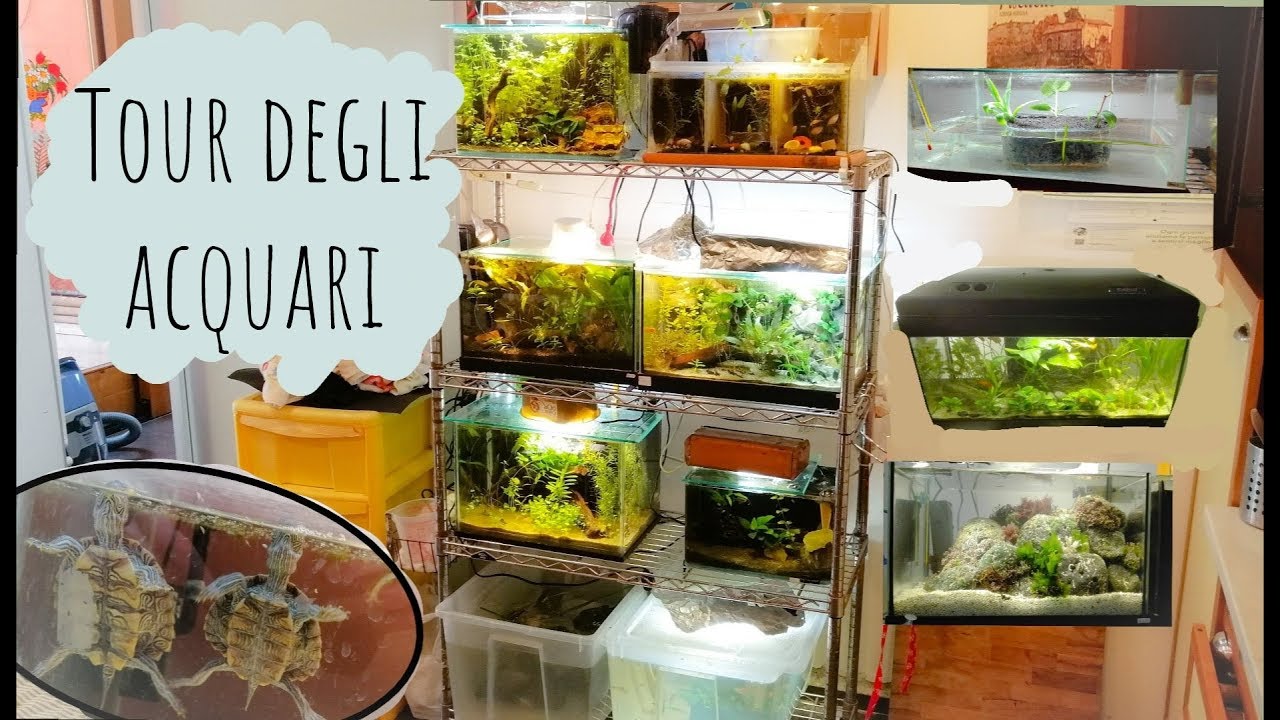TOUR DEGLI ACQUARI! (finalmente)