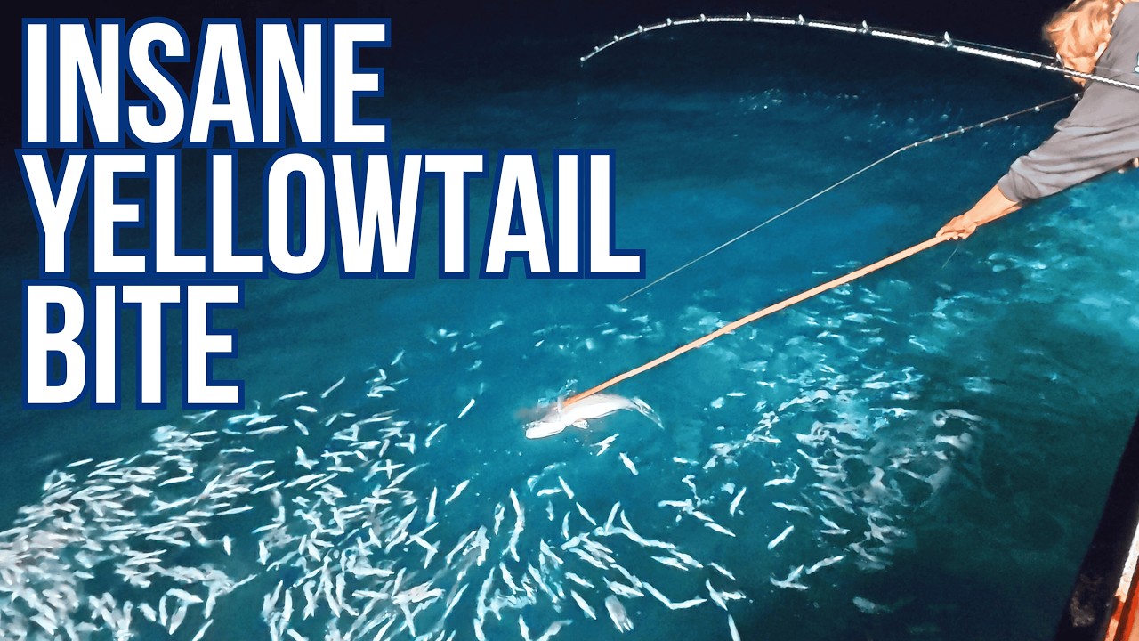 Yellowtail Slugs Go Wide Open with Giant Squid School!