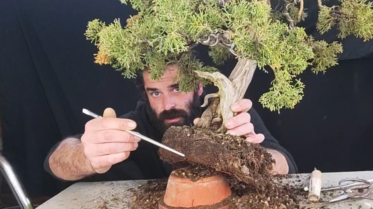 Trasplante de una Sabina 