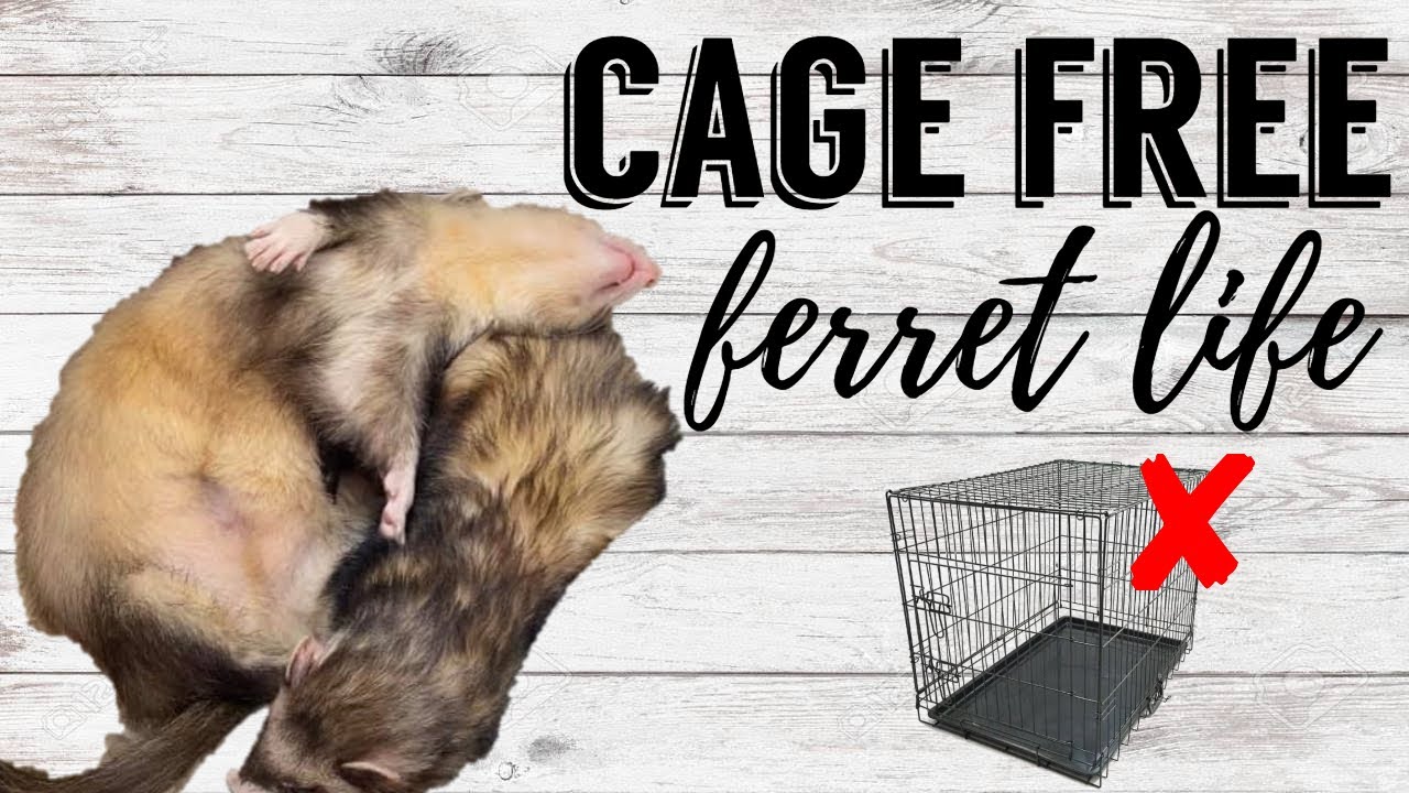 Cage Free Ferret Life | Pazuandfriends