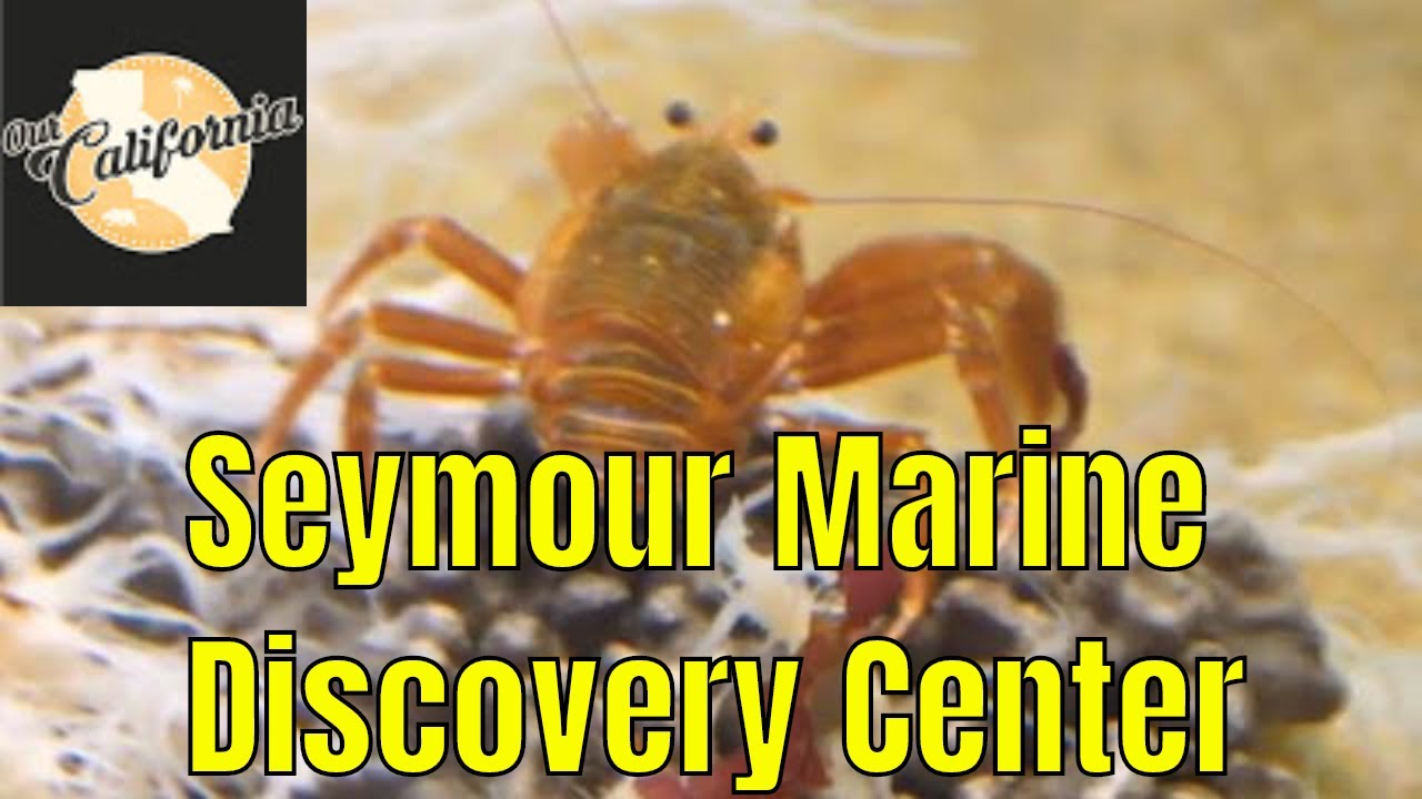 Seymour Marine Discovery Center in Santa Cruz, California