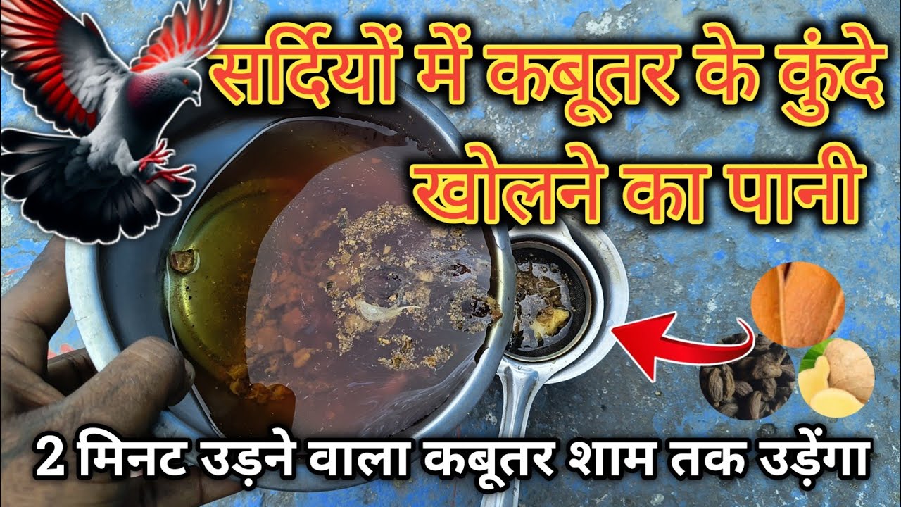 कबूतर के कुंदे खोलने का पानी | 2 मिनट उडने वाला कबूतर उड़ेगा शाम तक |Kabootar ke Kunde Kholne ka pani