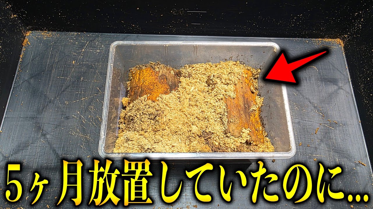 夏から完全に放置していたオオクワガタを確認した結果