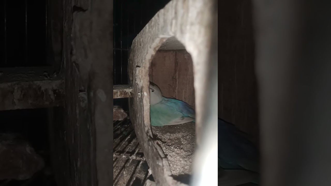 ASSE LOVEBIRD sedang live sekarang!