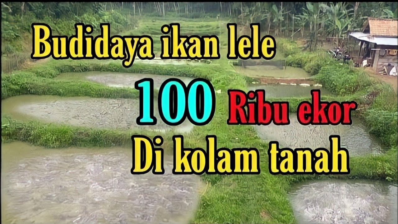 Budidaya ikan lele kolam tanah 100 ribu ekor