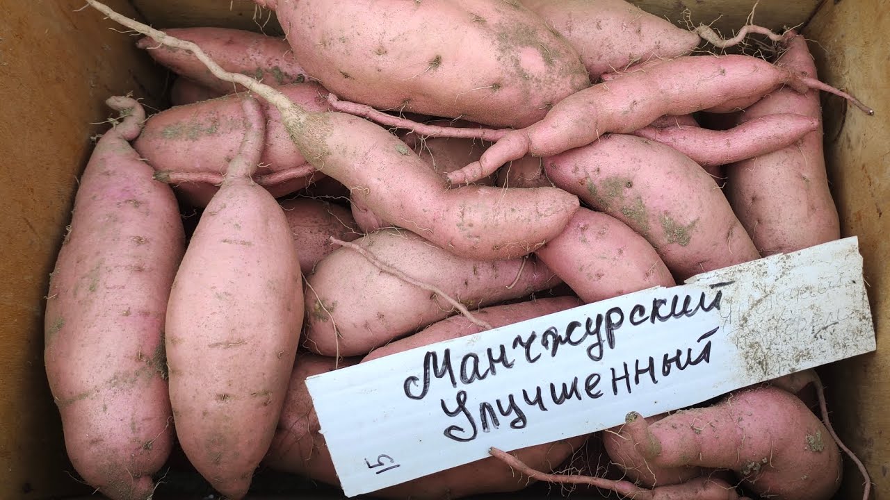 Сорт батата Манчжурский Улучшенный.