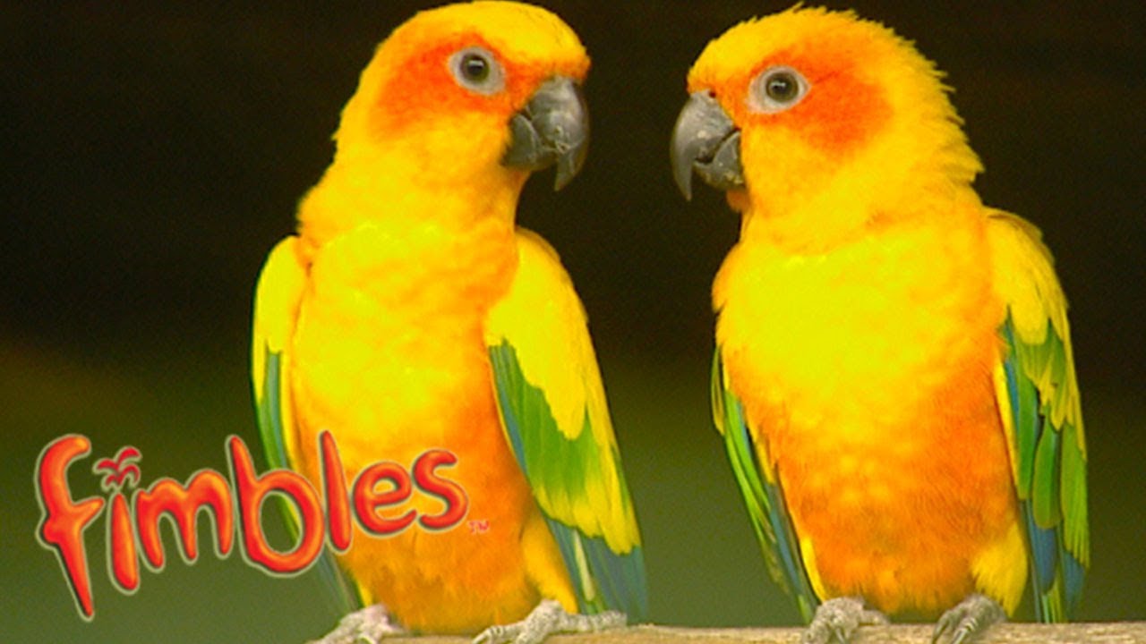 Fimbles | Bird Song | HD Full Episodes | Cartoons for Children | The Fimbles & Roly Mo Show