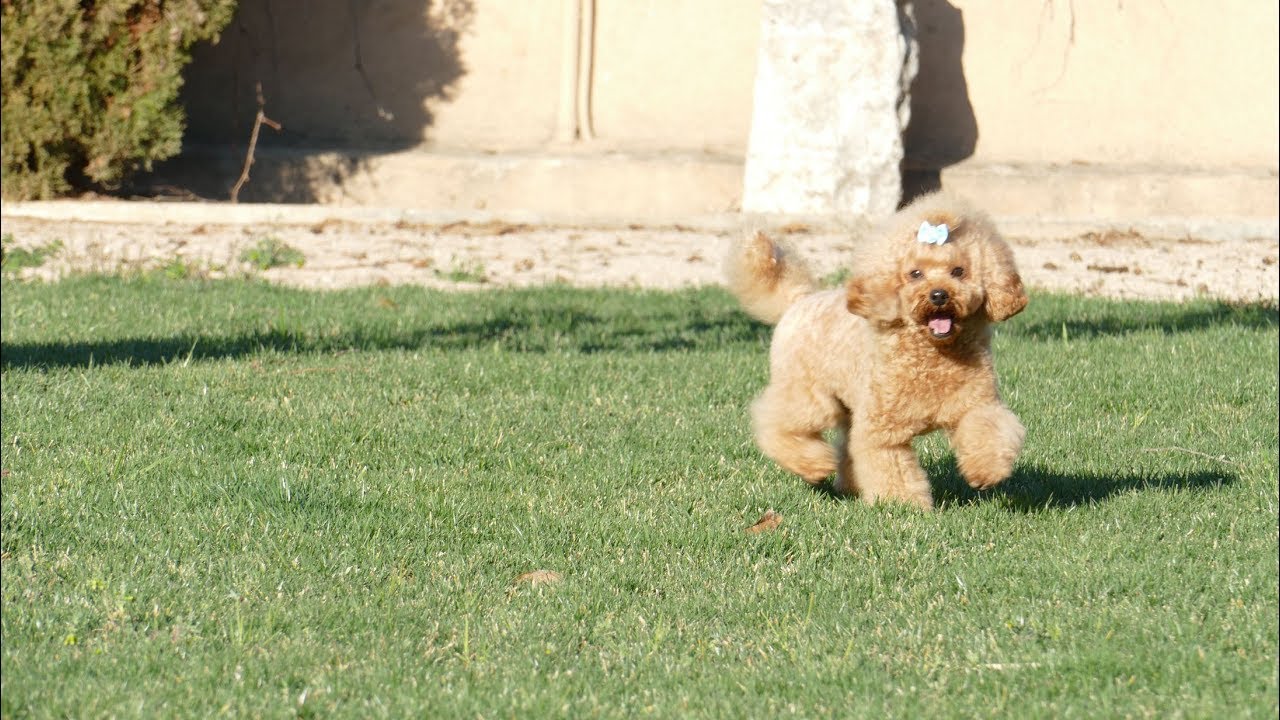 Caniche Toy Hembra