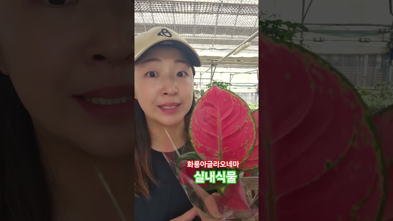 화룡 아글라오네마 실내식물 #화룡 #아글라오네마 #관엽식물 #실내화분