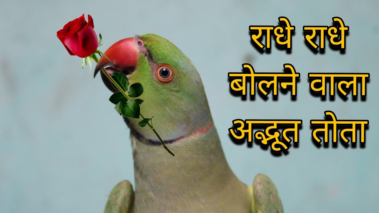 Parrot talking radhe radhe || radhe radhe bolne wala tota || mitthu radhe radhe || राधे राधे बोलूंगा