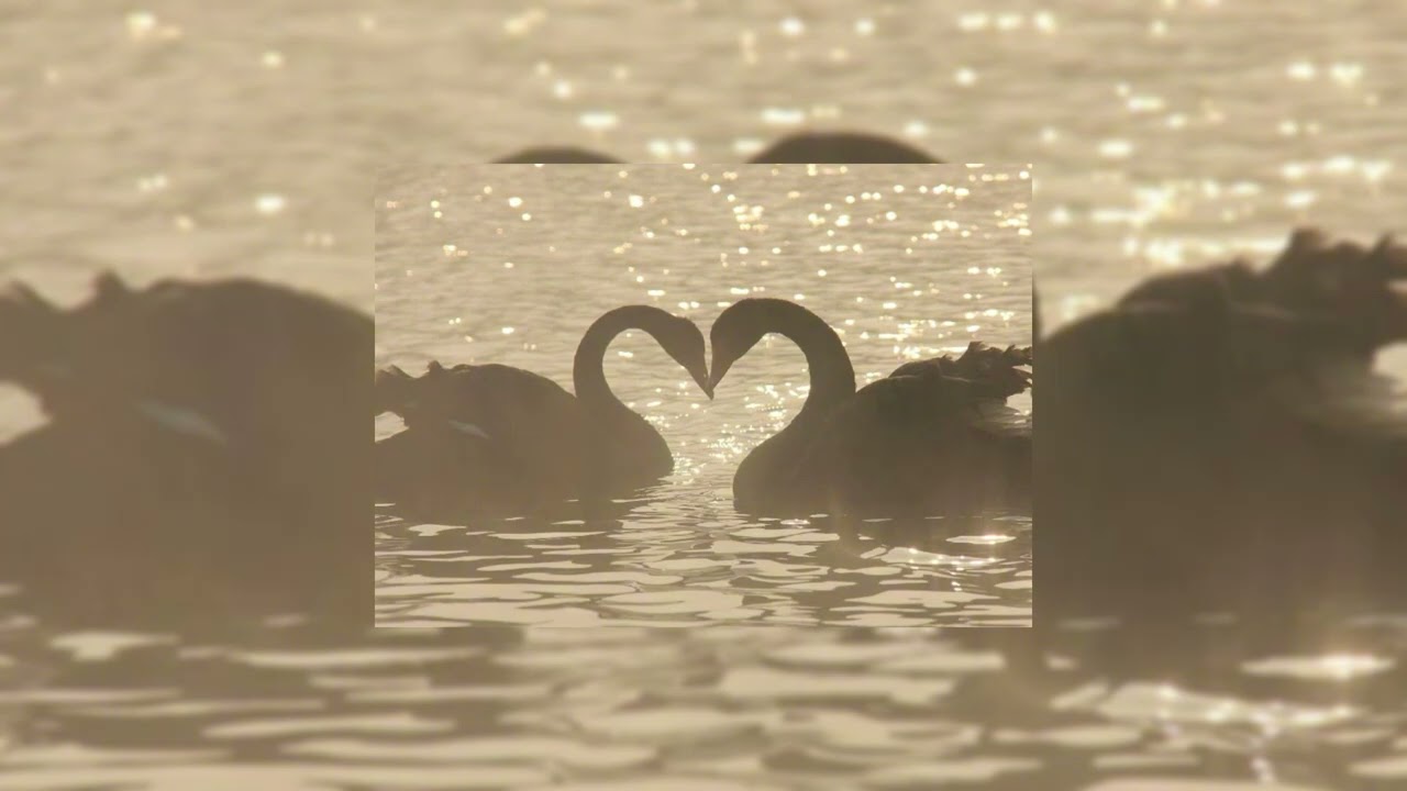 don't let love wither acapella- Wang Heye & Yu Yan
