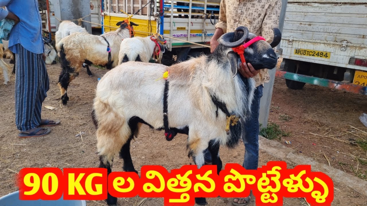 భారీ సైజు విత్తన పొట్టేళ్ళు GUDUR SHEEP MARKET 2 2 2024 గూడూరు గొర్రెల సంత BIGGEST SHEEP #alikhankrk
