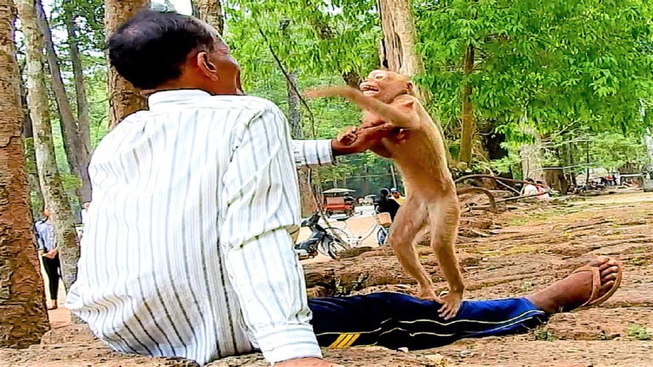 Monkey Chiquita Plays With Old Man