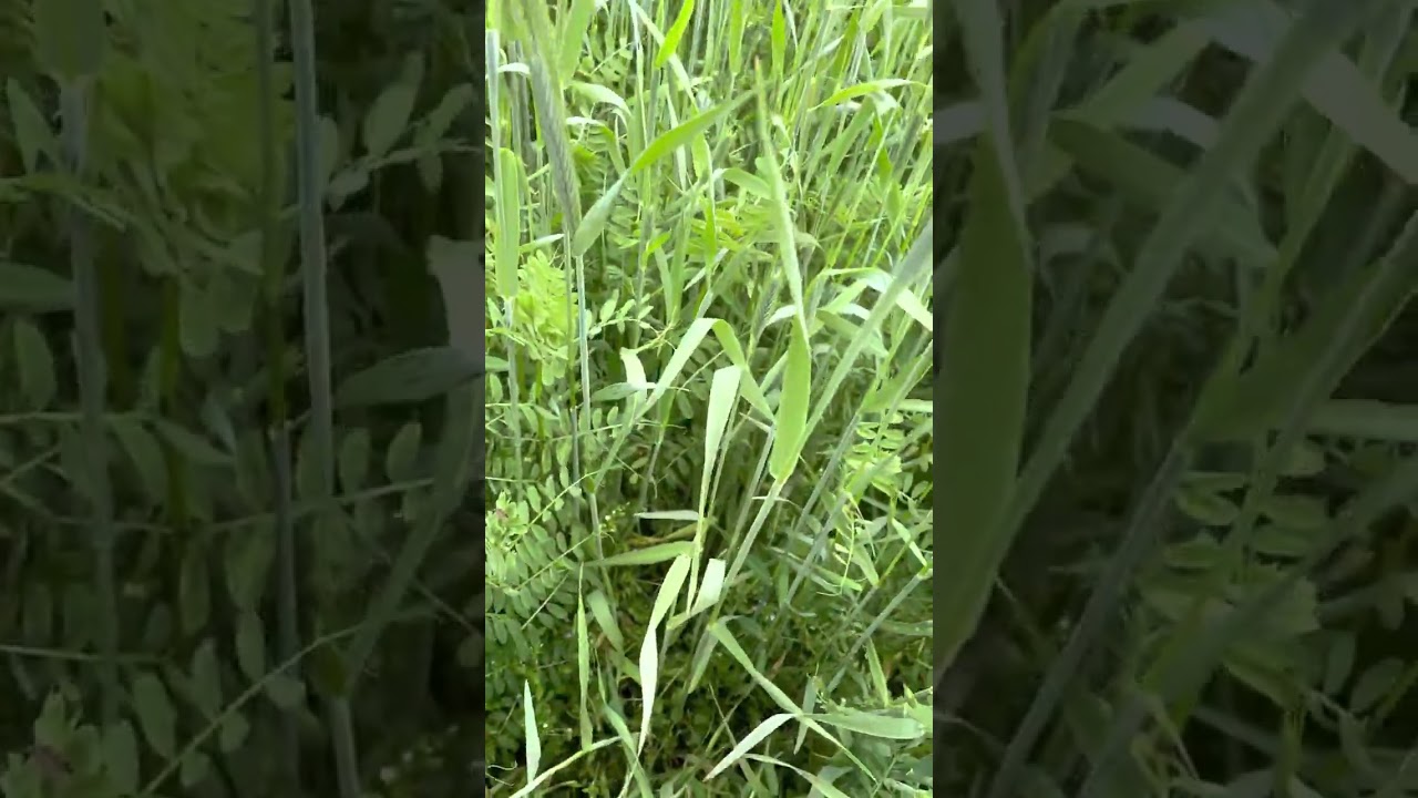 Neues vom Unkrautzüchter