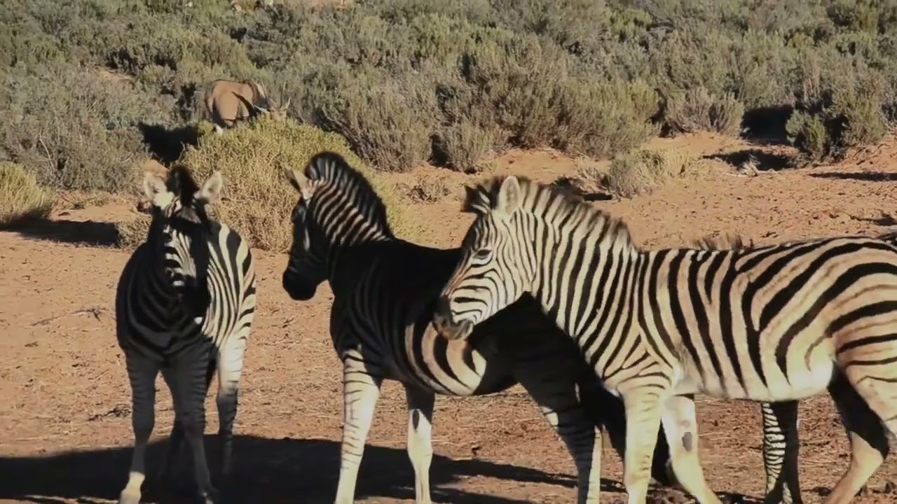 Zebras play an important role in the wild.