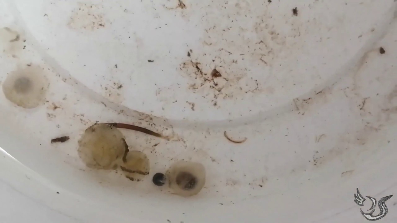 ¡YA NACIERON LOS AJOLOTES JAGUAR AMBYSTOMA ANDERSONI ! CUIDADOS DE LARVAS