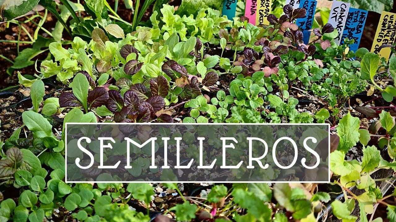 Cómo sembrar SEMILLEROS Parte 1