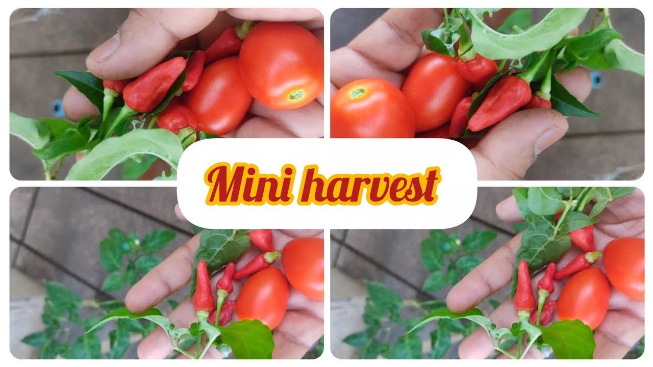 குட்டி அறுவடை| mini harvest