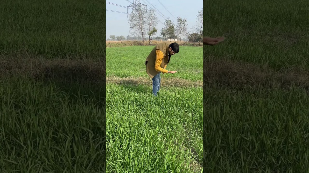 New blog ojhaje.biharwale #vlog #villagevlog #villagelife #farming #gaw #vlogger #ojhajebiharwale #v