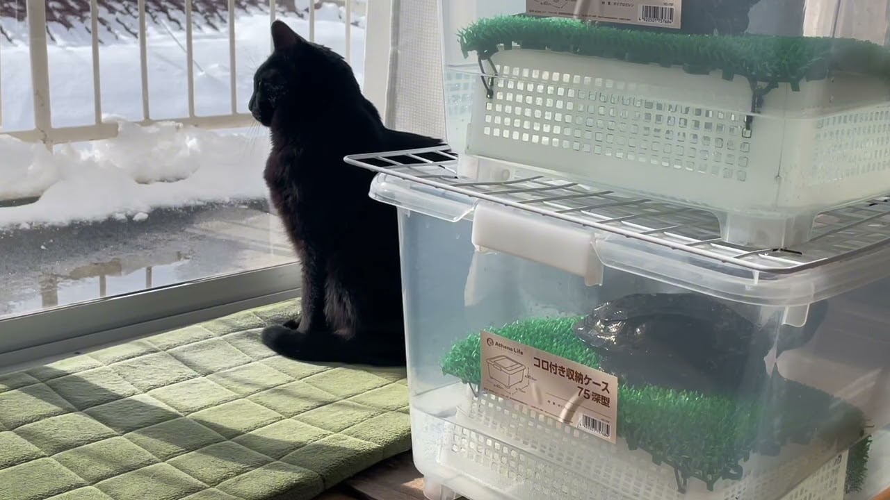 猫の膀胱炎と尿石症まとめ記録